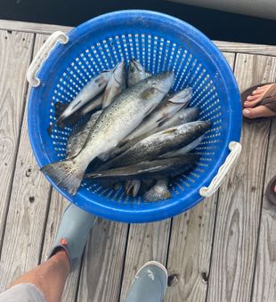 Basket full of big trout