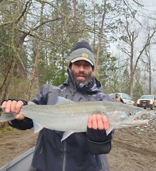 A beautiful wild steelhead added to the broodstock tank