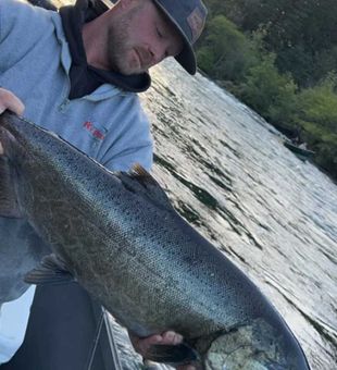 We are less then a month away from catching these beautiful rogue river springers!

Let's get you on one of these hard fighting fish.