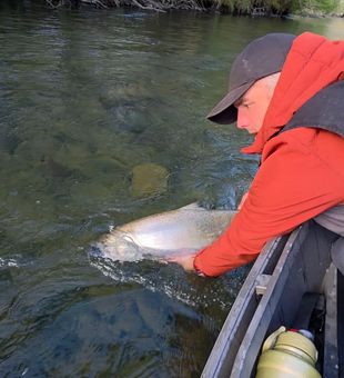 Bright Salmon Release