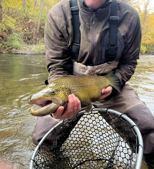 Great trout on the fly today! Autumn colors made it even more exciting.