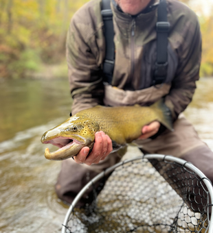 Nice brown trout on the fly today!