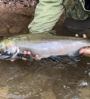 Hard-fighting Chinook in hand