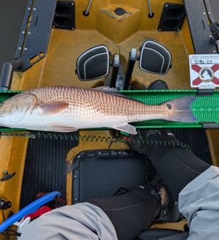 Impressive redfish kayak catch