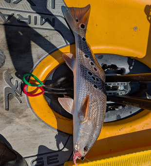 Florida redfish ready for measurement on the kayak!