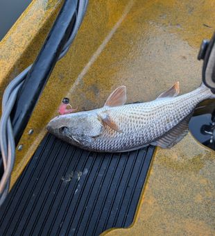 Solid redfish kayak bite