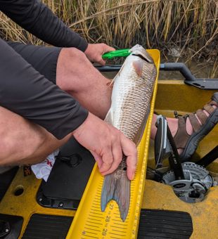 Impressive redfish catch measured on kayak
