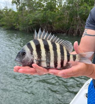 Space Coast Fishing Sheepshead Catch! Book Now