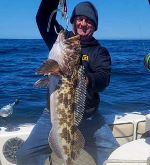 Santa Barbara's Lingcod: Deep Sea Beauty