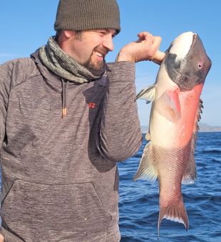 California Sheepshead Bounty In Santa Barbara 