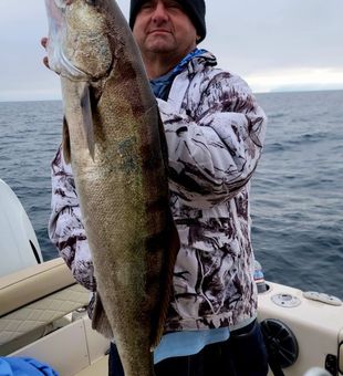 White Sea Bass - Santa Barbara, CA.
