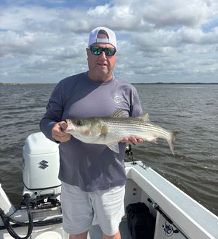 Beautiful Nanticoke striped bass makes the day complete!