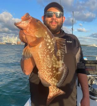 Miami's Mighty Groupers