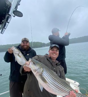 Big Striped Bass in 2023