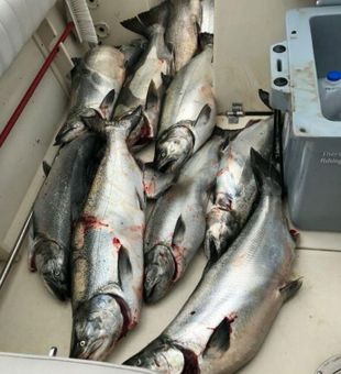 Jerryriggin Sportfishing Charters