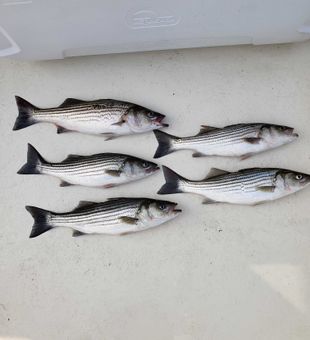 Striped Bass Fishing In Chesapeake Bay!