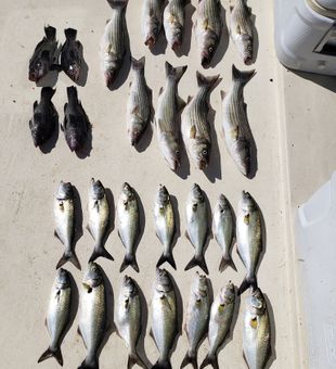 Catch Your Trophy: Chesapeake Bay Fishing Charters