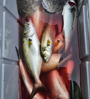 Good bluefish action today using light tackle and trolling techniques!