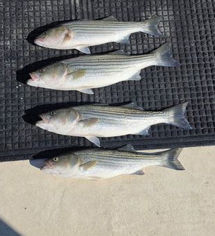 Four beautiful Chesapeake Bay striped bass ready for the cooler!