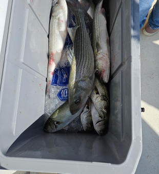 Three striped bass in the cooler! Great day of trolling and bow fishing in clear conditions.