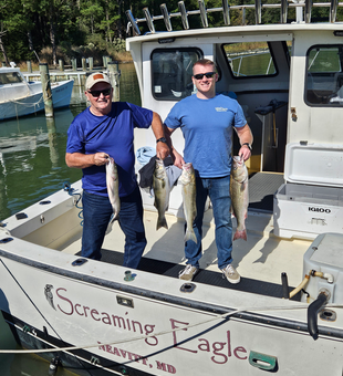 Blasted today with four striped bass using light tackle and bow fishing techniques!