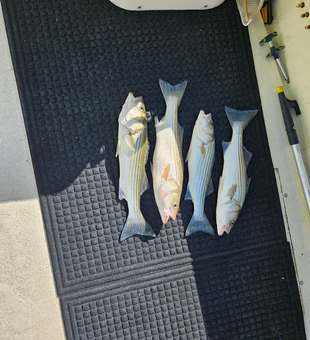 Nice haul of striped bass using trolling and bow fishing techniques with light tackle.