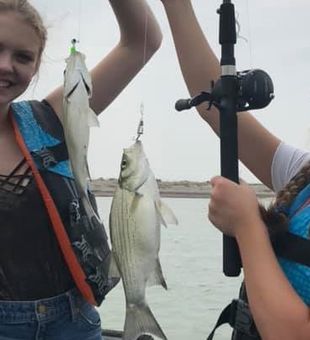 White bass in Calamus Reservoir