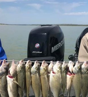 White Bass in Burnell, Nebraska