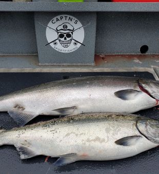 Clean Port Renfrew Chinook salmon pair