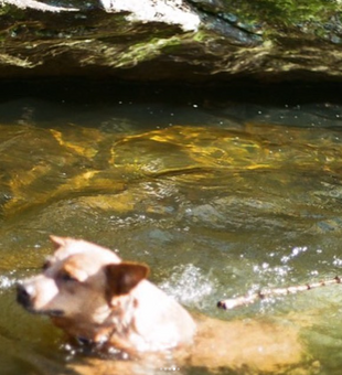 Everglades Fishing Charters: Our Dog Went To Relax