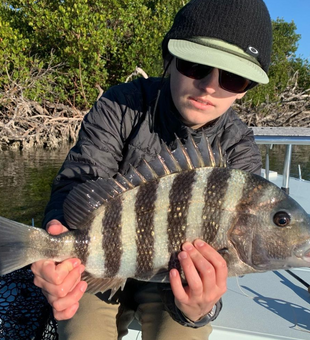 Everglades City Sheepshead: Fly Fishing Adventure
