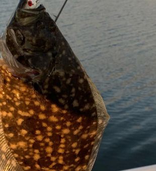 Caught this flounder at Wanchese NC fish trip