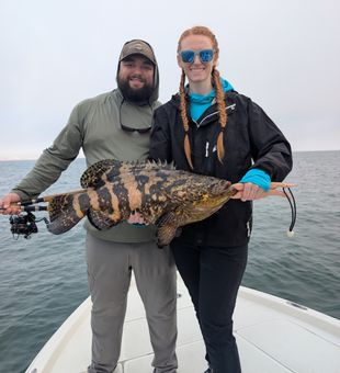 Massive Goliath grouper landed in Edgewater Florida waters!