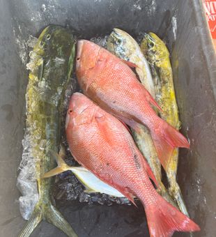 Fresh Big Pine Key mixed haul, mahi and mutton snapper.
