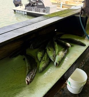 Trout In, Fillets later! - Corpus Christi, TX
