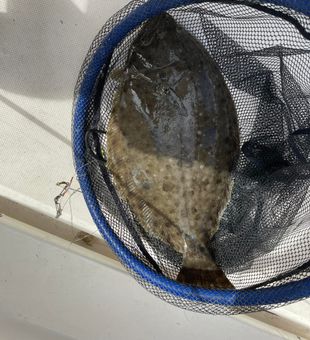 North Carolina Flounder angling in the OBX.