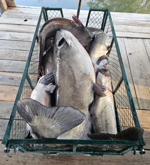 Big catfish catches near Seminole hotspots