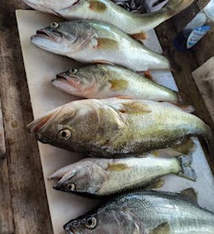 Relaxed morning chasing bass on Lake Seminole