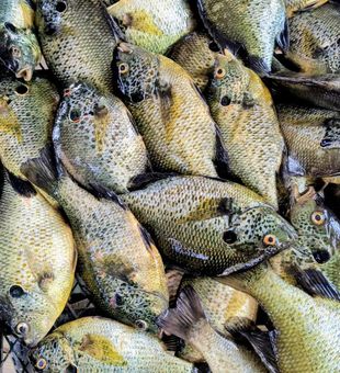 Crappie Stack is on Fire! -Lake Seminole, GA.