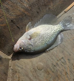 Calm waters and great fishing at Lake Seminole.