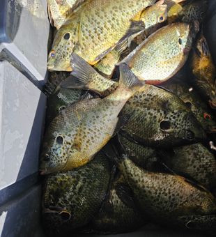 Crappie action on calm Lake Seminole waters