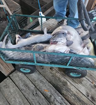 Where to catch catfish? Try Lake Seminole