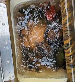 Productive day on Lake Seminole! 