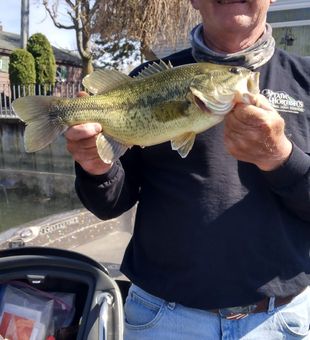 Chunky Largemouth bass!