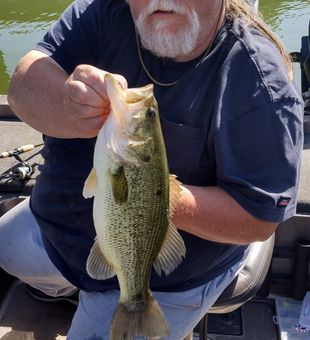 Healthy Largemouth bass!