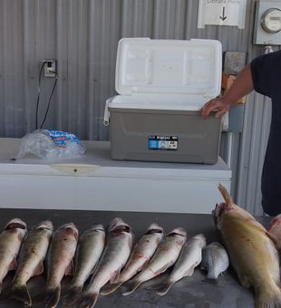Diverse multi-species catch!