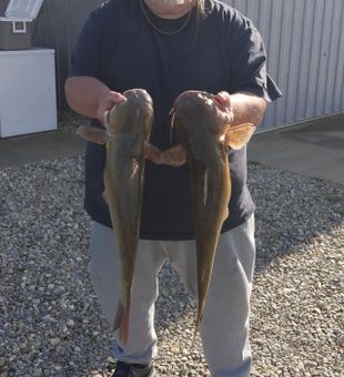 Chunky Catfish pair!