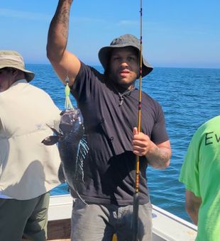 Strong hookup with a sharp-looking Black Sea Bass!