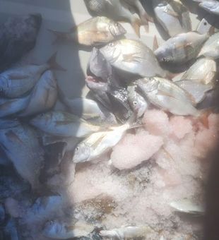 Loaded haul of porgies on an action-packed day!