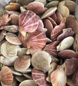 Colorful Gulf scallops, Carrabelle coastal adventure